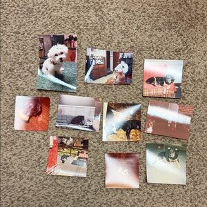 Set of Vintage Dog Photographs